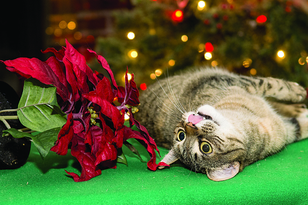 Kitten Playing with Poinsettia