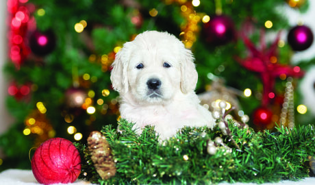 Golden Retriever puppy at Christmas