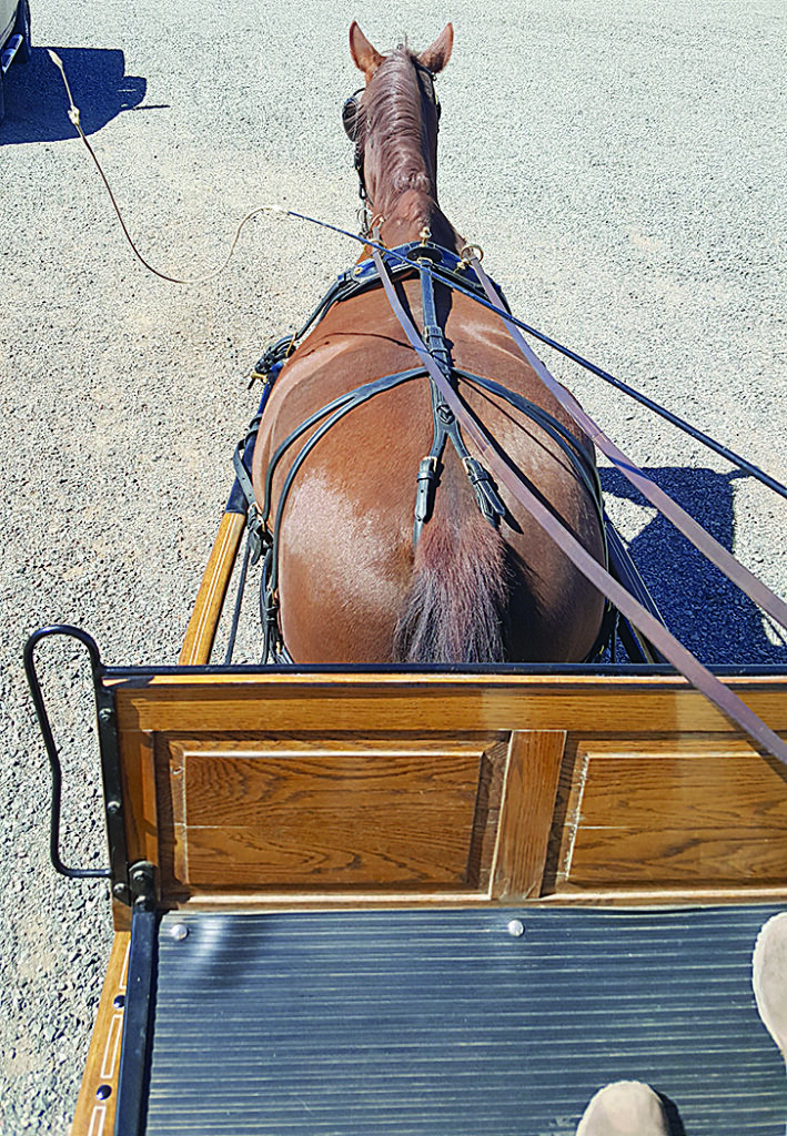 Riding Behind Cosmo