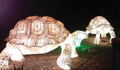 Tortoises of Light
