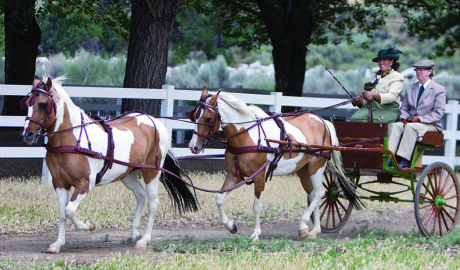 Patricia Driving Mocha and Muffin