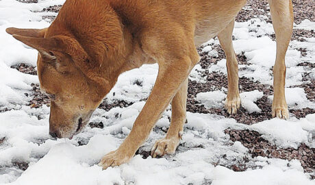 Where did that snowball go?